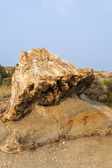 Petrified Forest at Theodore Roosevelt National Park, North Dakota