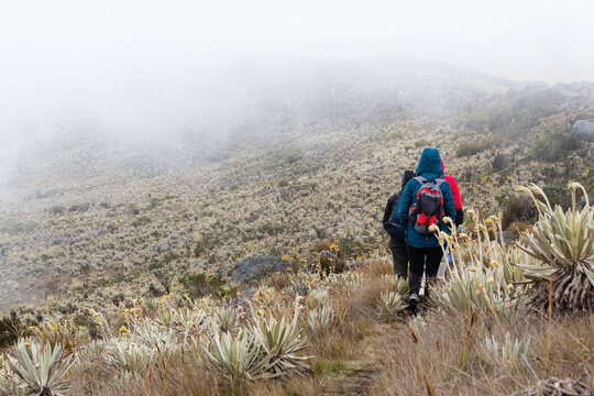 People walking into a trekking path in middle of paramo ecosystem in south america