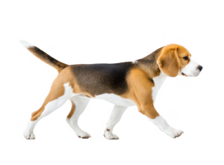 A playful beagle dog trotting gracefully across a clean white background. showcasing its lively spirit and well-defined features. ideal for pet-related content and advertisements