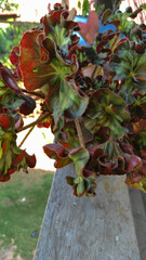 Stunning Close-Up of a Rex Begonia with Rich, Deeply Colored Leaves