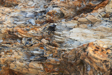 Petrified Forest at Theodore Roosevelt National Park, North Dakota