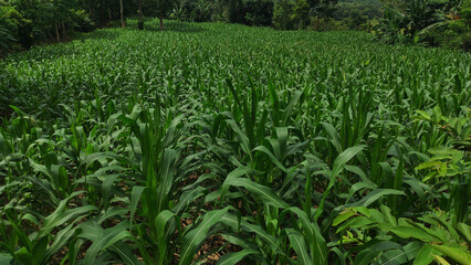 Naklejka premium Lush Green Cornfield Landscape Vibrant Rows of Corn Plants