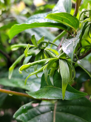 Memories for the name of the Ylang-ylang flower, the yellow flower petals smell good, look fresh after the rain. Close up of Dwarf Ylang-Ylang flower.