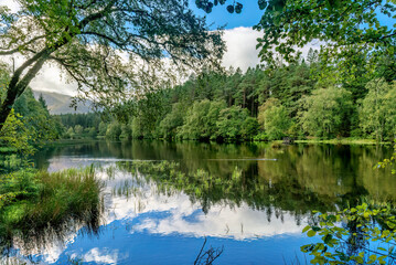 Fototapeta premium reflection of trees in the lake