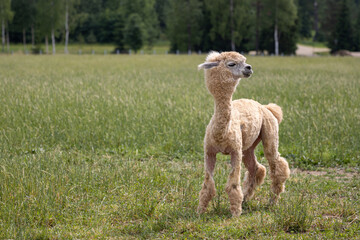 Alpaca (Lama pacos). Funny alpaca with clipped wool. Alpaca stands in a meadow and looks away. Domesticated animal.