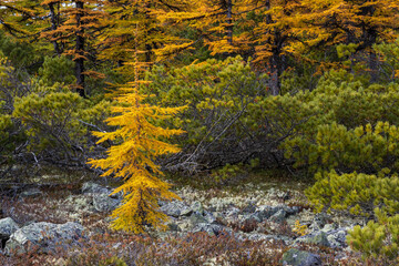 Autumn forest landscape. View of a small larch tree and thickets of dwarf pine. Larch with yellow needles. Northern nature. Autumn season. September.