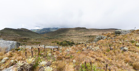 Colombian Sumapaz paramo ecosystem with rocky mountains and green frailejones plants in sunny day