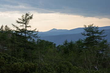 Summer mountain landscape. Forest on the mountain slope. Trees in the foreground. Hills in the distance. Nature of Siberia and the Russian Far East. Magadan Region.