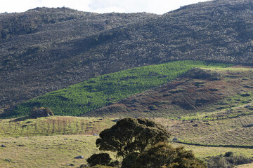 green crop field into a colombian countryfield mountains in golden hour