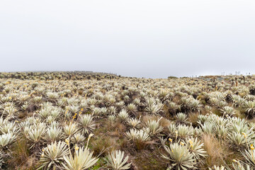 frailejon valley in middle of sumapaz paramo ecosystem in colombia with foggy sky