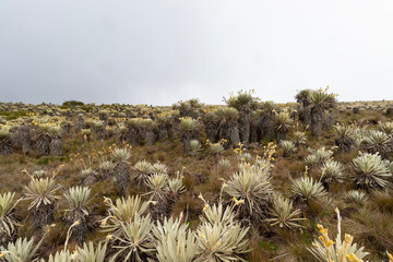 frailejon plant in middle of a colombian paramo ecosystem with grey sky