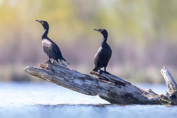 Wild double-crested cormorant in a state park in Colorado.