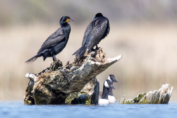 Wild double-crested cormorant in a state park in Colorado.