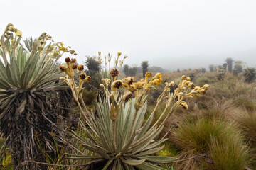 espeletia plant endemics of paramo ecosystem with fog at background