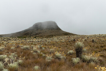 paramo ecosystem panoramic shot with frailejones plants and a cloudy mountain at background