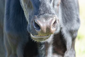 Close up of a black cow nose as it chews grass