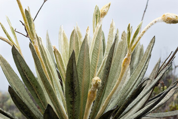 espeletia plant leaves or frailejon plant leaves with yellow flowers in paramo ecosystem