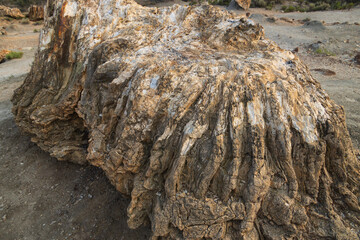 Petrified Forest at Theodore Roosevelt National Park, North Dakota