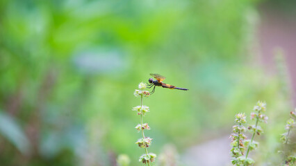 Dragonfly on a flower in the garden, macro photography of insect