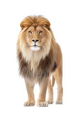 Obraz premium A majestic lion stands confidently in a bright. white studio setting. showcasing its powerful physique and luxurious mane. perfect for wildlife-themed projects or educational materials