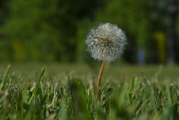 Flower in pollen waiting for the wind