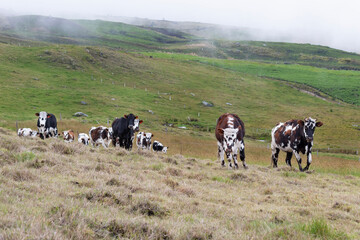 young cattle in countryside with cloudy mountains at background