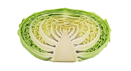 Cross section of a fresh green cabbage showing its layered leaf structure