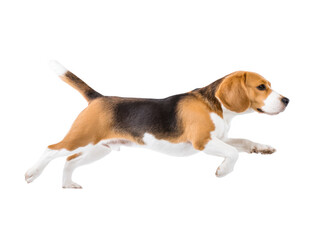 A playful beagle dog joyfully running across a bright white background. showcasing its energetic stride and lively spirit. perfect for pet-related content or advertisements