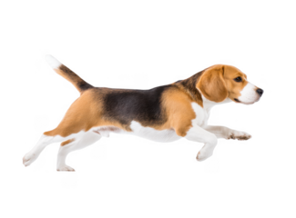 A playful beagle dog joyfully running across a bright white background. showcasing its energetic stride and lively spirit. perfect for pet-related content or advertisements