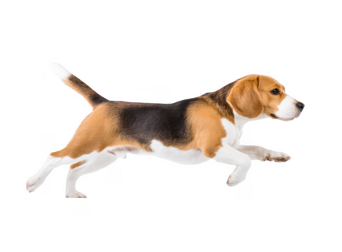 A playful beagle dog joyfully running across a bright white background. showcasing its energetic stride and lively spirit. perfect for pet-related content or advertisements