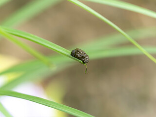 排泄物をまとったユリクビナガハムシの幼虫