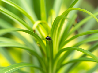 排泄物をまとったユリクビナガハムシの幼虫