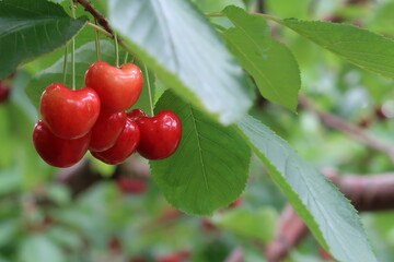 red cherries on a branch against green leaves