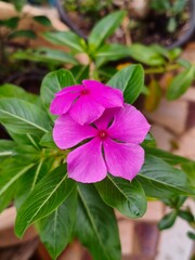 Bright Pink Periwinkle Flowers in Bloom with Lush Green Leaves in Garden Setting