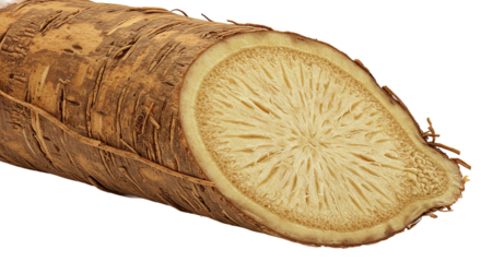Fresh cut burdock root revealing its texture and internal structure closely