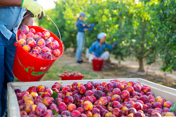 Afro american gardener bulking freshly picked plums from red bucket into the big plastic crate at...