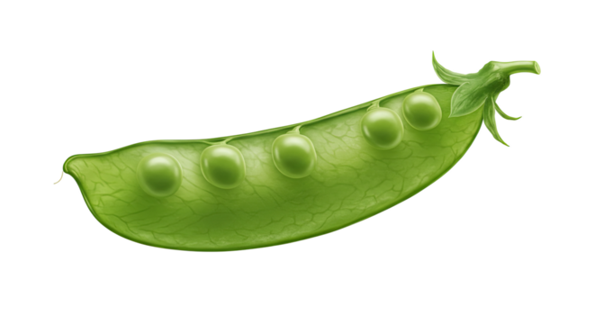 Fresh green pea pod with five peas inside a natural culinary ingredient