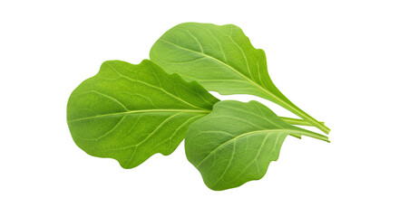 Obraz premium Fresh green spinach leaves arranged against a vibrant backdrop for culinary use