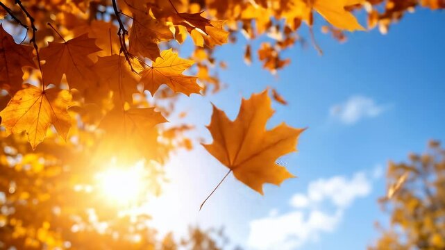 Falling Autumn Leaf in the Golden Sunlight: A single orange maple leaf falls from a branch against a bright blue sky. The warm sun creates a beautiful golden glow on the autumn foliage.