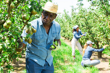 Focused african american male farmer working in a fruit nursery plucks ripe pears from a tree