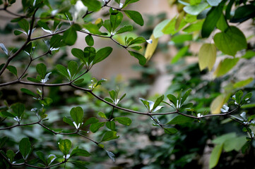 Green Leaves and Branches in Natural Light 