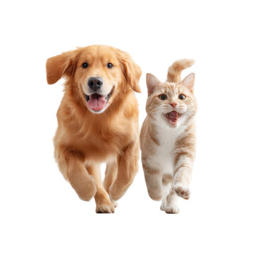 A joyful golden retriever and a playful ginger cat running together in a bright. minimalist studio setting. showcasing their friendship and energy. ideal for pet-related content