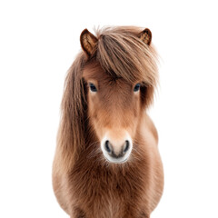 A close-up portrait of a small. fluffy brown pony with a thick mane. set against a plain white background. conveying a sense of innocence and charm. ideal for animal-themed projects