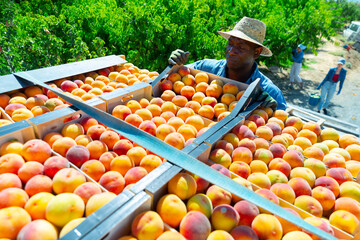 Loading boxes of ripe peaches onto the back of a truck