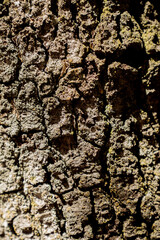 Oak Tree Bark Textures 