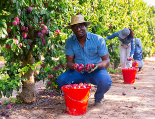 Portrait of afro american man farmer in straw hat picking fresh plums in fruit garden