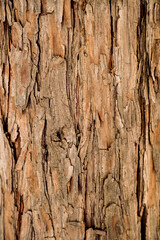 Tree Bark 