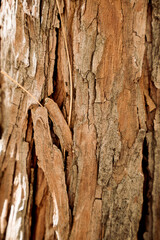 Tree Bark 