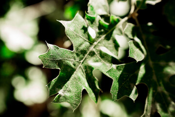 Oak Leaves 