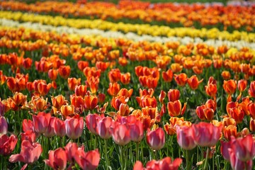 色鮮やかなチューリップ畑